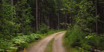 По заповедным тропинкам Корабельной рощи